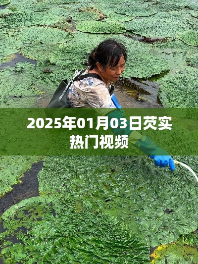 芡实热门视频前瞻，2025年1月3日一览