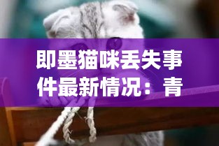 即墨猫咪丢失事件最新情况：青岛即墨宠物医院地址明细 