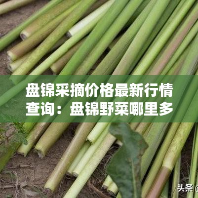 盘锦采摘价格最新行情查询：盘锦野菜哪里多 