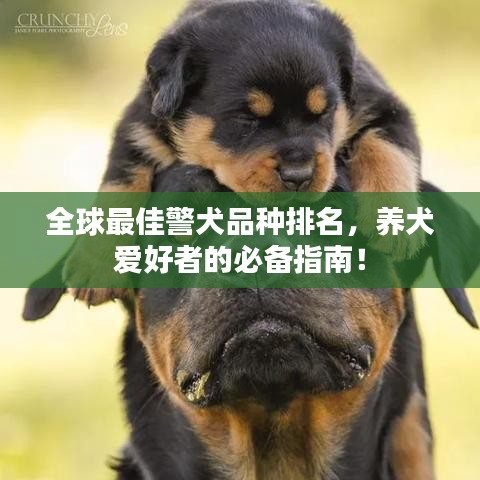 全球最佳警犬品种排名，养犬爱好者的必备指南！