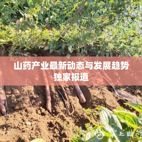 山药产业最新动态与发展趋势独家报道