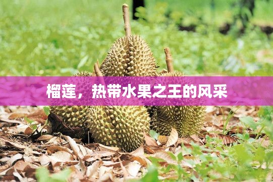 榴莲，热带水果之王的风采