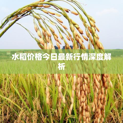 水稻价格今日最新行情深度解析