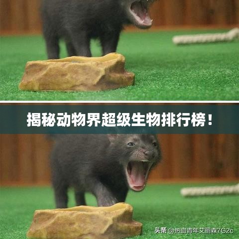 揭秘动物界超级生物排行榜！