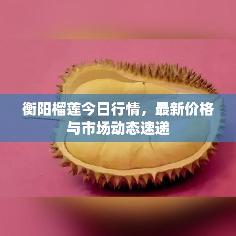 衡阳榴莲今日行情，最新价格与市场动态速递