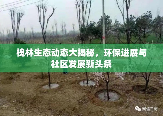 槐林生态动态大揭秘，环保进展与社区发展新头条