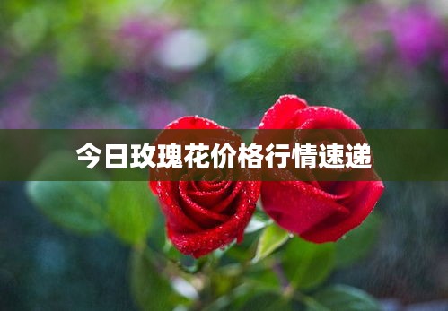 今日玫瑰花价格行情速递