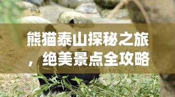 熊猫泰山探秘之旅，绝美景点全攻略！