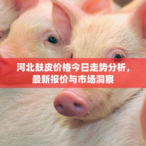 河北麸皮价格今日走势分析，最新报价与市场洞察