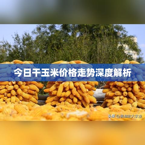 今日干玉米价格走势深度解析